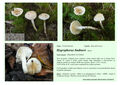 Hygrophorus lindtneri